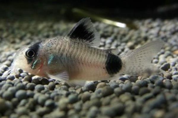 清理鱼缸适合养什么鼠鱼,熊猫鼠鱼、青苔鼠鱼可清理青苔和水藻