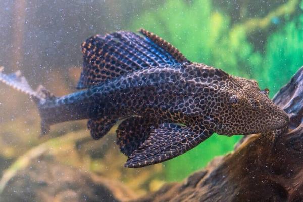 清理鱼缸适合养什么鼠鱼,熊猫鼠鱼、青苔鼠鱼可清理青苔和水藻