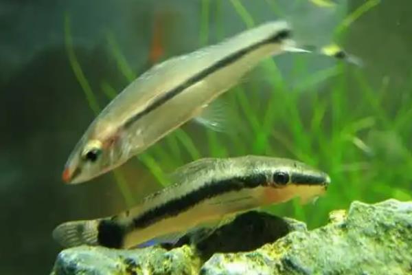 清理鱼缸适合养什么鼠鱼,熊猫鼠鱼、青苔鼠鱼可清理青苔和水藻