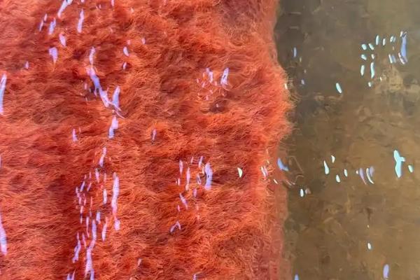 清理鱼缸适合养什么鼠鱼,熊猫鼠鱼、青苔鼠鱼可清理青苔和水藻