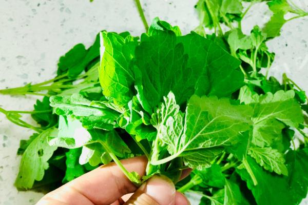 清理鱼缸适合养什么鼠鱼,熊猫鼠鱼、青苔鼠鱼可清理青苔和水藻