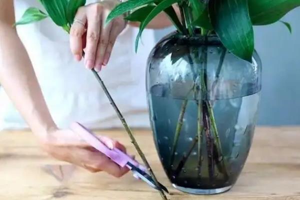 花卉的换水间隔，每隔5-15天换一次