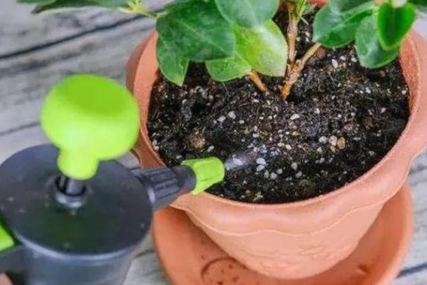 花卉的换水间隔，每隔5-15天换一次