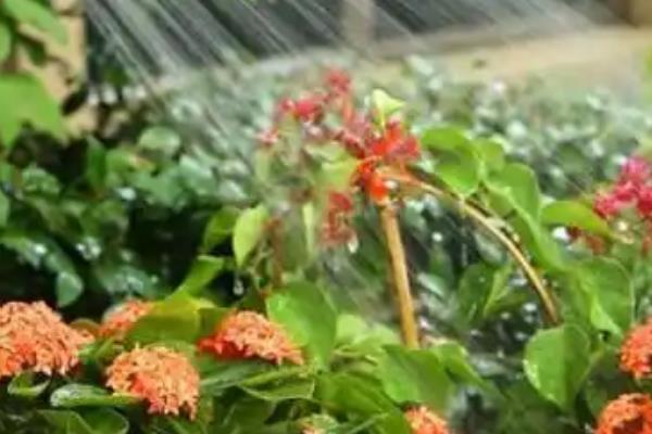 花卉的换水间隔，每隔5-15天换一次