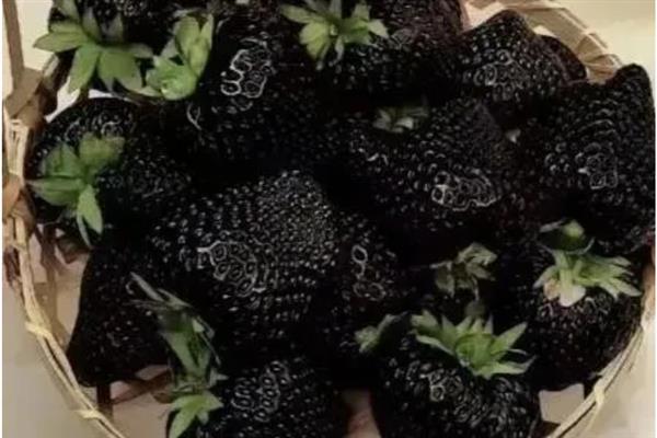 黑草莓的品种介绍，其果皮较薄且口感香甜