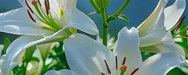 百合花的花语，寓意百年好合、忠贞纯洁等