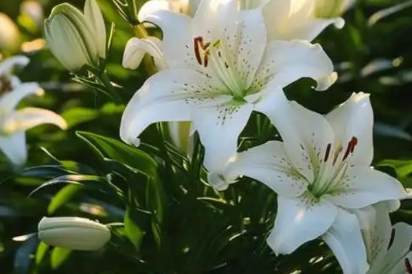 百合花的花语，寓意百年好合、忠贞纯洁等