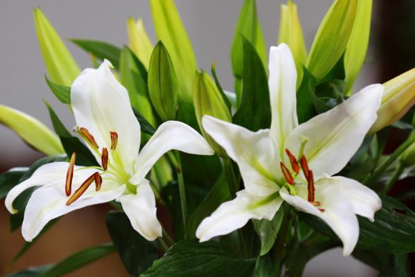 百合花的花语，寓意百年好合、忠贞纯洁等