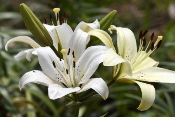 百合花的花语，寓意百年好合、忠贞纯洁等