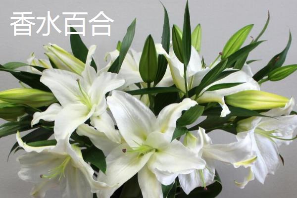 百合花的花语，寓意百年好合、忠贞纯洁等
