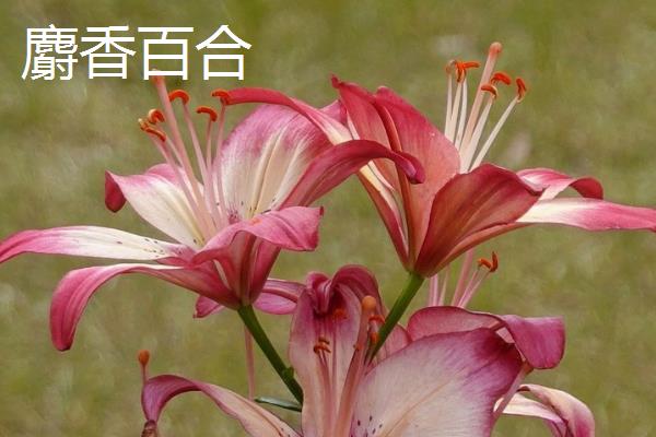 百合花的花语，寓意百年好合、忠贞纯洁等
