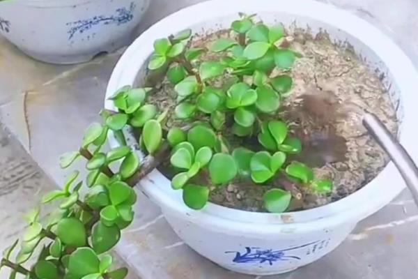 金枝玉叶粉色变绿色的原因，可能是光照不足所导致的