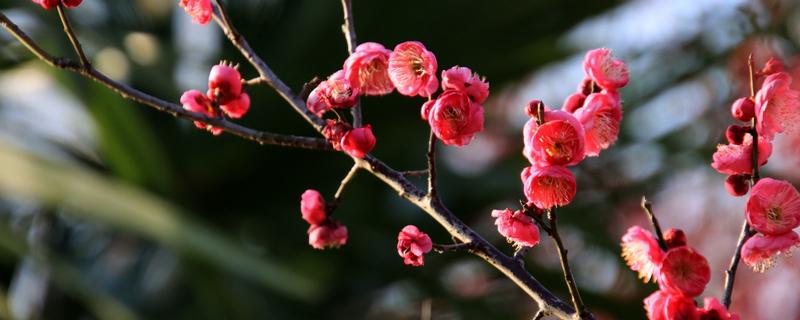 梅花的外观，花瓣呈倒卵形多为白色、玫瑰红等颜色