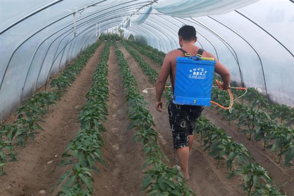 苯醚甲环唑的防治对象，以白粉病、黑星病等病害为主