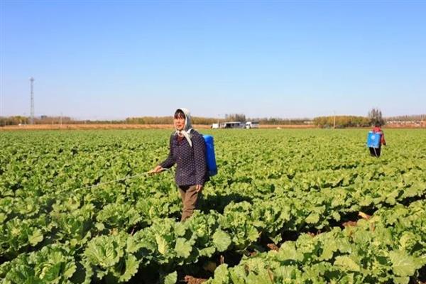 苯醚甲环唑的防治对象，以白粉病、黑星病等病害为主