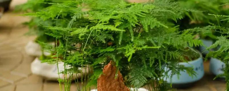 文竹怎么栽培，生长期每个月施一次氨、磷薄肥