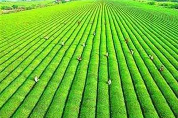 什么是有机标准，是一种不用化肥、农药添加剂的生产体系