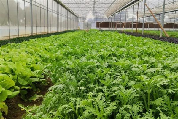 什么是有机标准，是一种不用化肥、农药添加剂的生产体系