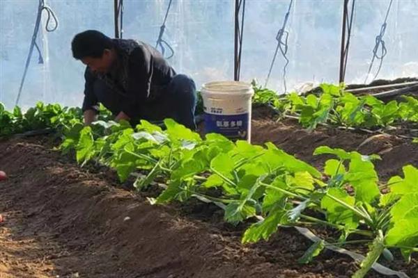 什么是有机标准，是一种不用化肥、农药添加剂的生产体系