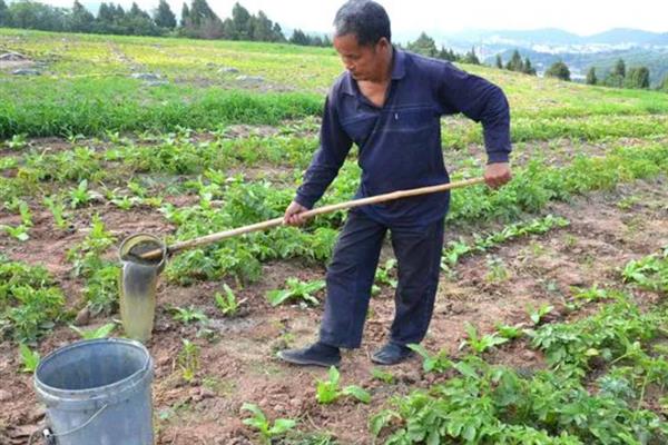什么是有机标准，是一种不用化肥、农药添加剂的生产体系