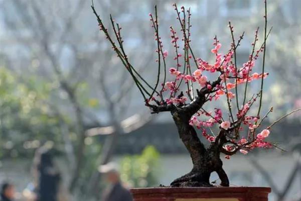 梅花的外观，花瓣呈倒卵形多为白色、玫瑰红等颜色