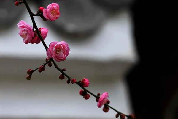 梅花的外观，花瓣呈倒卵形多为白色、玫瑰红等颜色