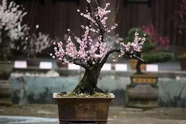 梅花的外观，花瓣呈倒卵形多为白色、玫瑰红等颜色