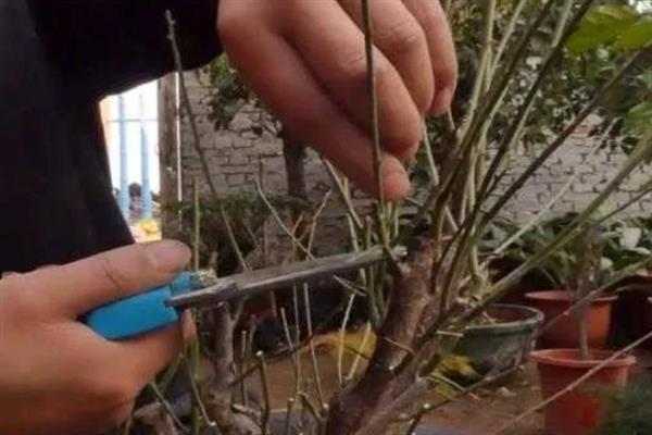 梅花的外观，花瓣呈倒卵形多为白色、玫瑰红等颜色