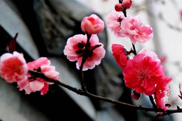 梅花的外观，花瓣呈倒卵形多为白色、玫瑰红等颜色