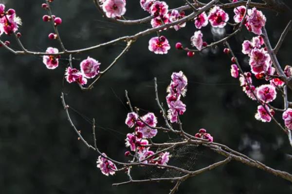 梅花的外观，花瓣呈倒卵形多为白色、玫瑰红等颜色