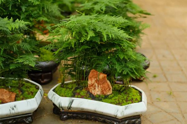 文竹怎么栽培，生长期每个月施一次氨、磷薄肥