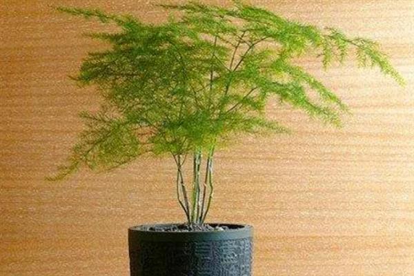 文竹怎么栽培，生长期每个月施一次氨、磷薄肥