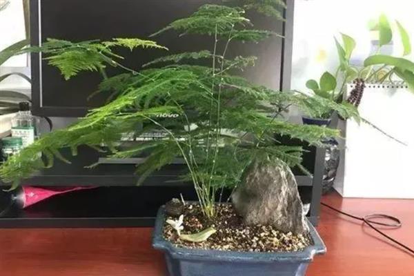 文竹怎么栽培，生长期每个月施一次氨、磷薄肥