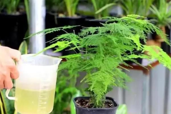 文竹怎么栽培，生长期每个月施一次氨、磷薄肥