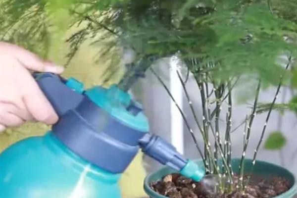 文竹怎么栽培，生长期每个月施一次氨、磷薄肥