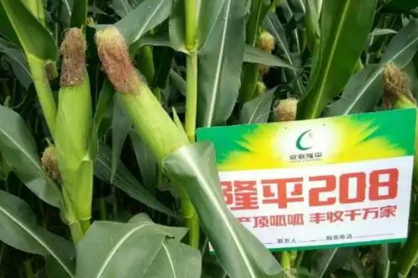 隆平208玉米种简介，夏播生育期95-100天