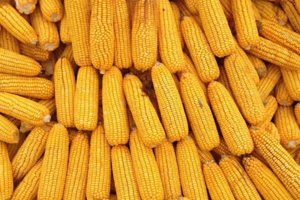 隆平208玉米种简介，夏播生育期95-100天