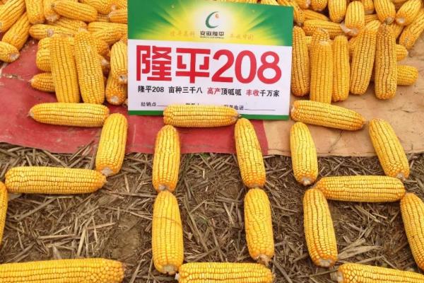 隆平208玉米种简介，夏播生育期95-100天