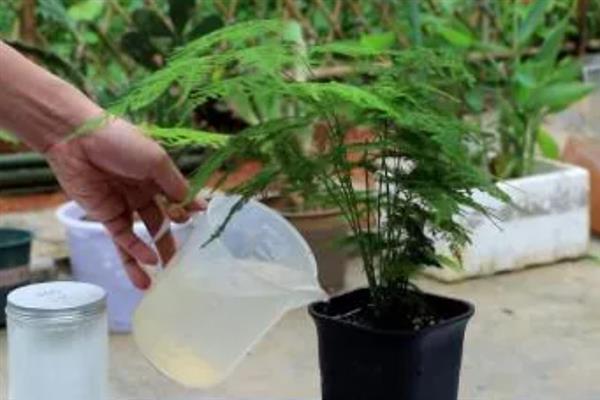文竹怎么栽培，生长期每个月施一次氨、磷薄肥