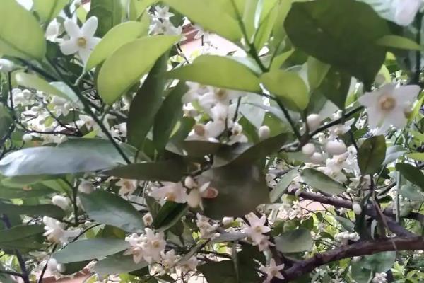 沙糖桔如何促花，主要通过喷洒多效挫促花