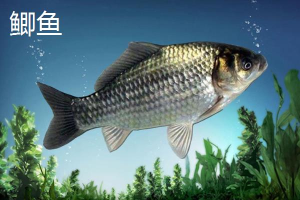 2号新关东鱼钩适合用几号子线，建议搭配2.0号子线