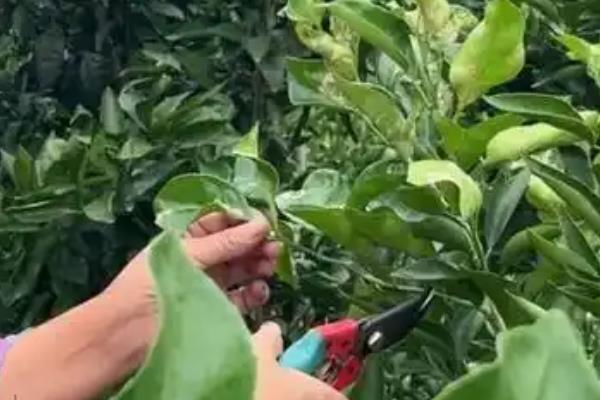 盆栽橘子树如何修剪，不同生长期的修剪方法不同