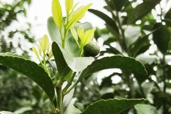 盆栽橘子树如何修剪，不同生长期的修剪方法不同