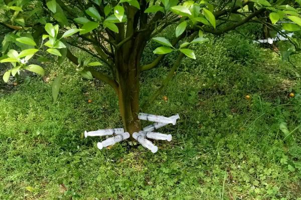 盆栽橘子树如何修剪，不同生长期的修剪方法不同