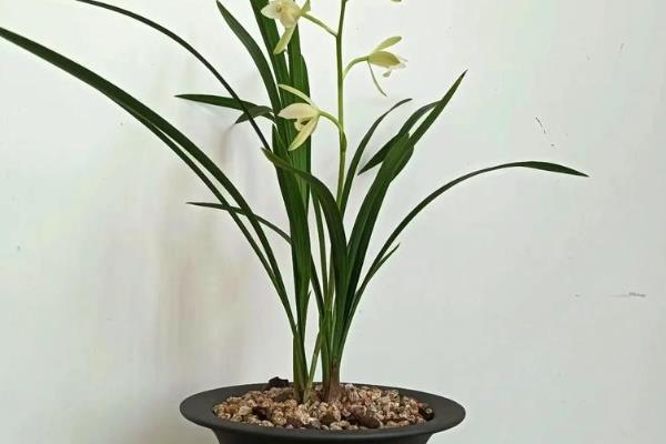 新手养兰花要注意什么，平时每隔半个月追施一次经过稀释的肥液