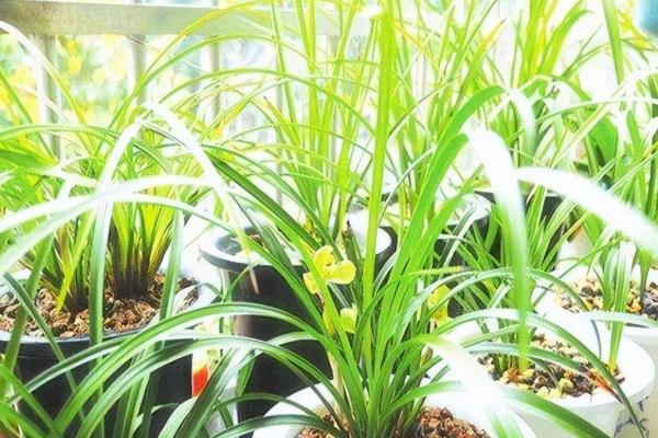 新手养兰花要注意什么，平时每隔半个月追施一次经过稀释的肥液