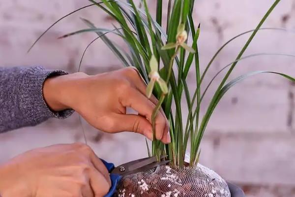 新手养兰花要注意什么，平时每隔半个月追施一次经过稀释的肥液