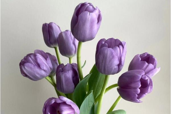紫色郁金香的花语，寓意永恒的祝福、忠贞不渝等