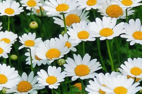 雏菊有什么花语，代表纯洁天真、隐藏的爱、永远快乐