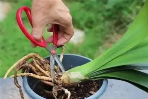 君子兰叶片发黄怎么办，剪除黄叶经过消毒后再换土重栽